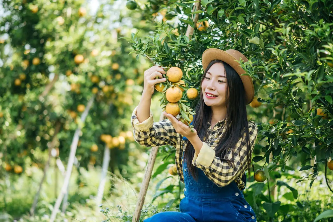 Nằm mơ thấy hái trái cây đánh đề số mấy? Giải mã giấc mơ chính xác